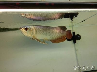 資陽龍魚vs祥龍魚場（資陽龍魚和祥龍魚場哪個好）
