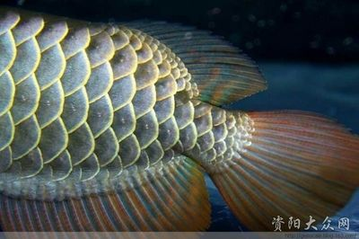 資陽龍魚vs祥龍魚場（資陽龍魚和祥龍魚場哪個好）