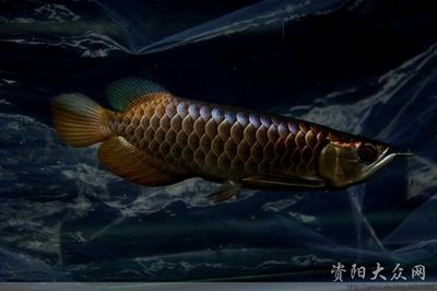 資陽龍魚vs祥龍魚場（資陽龍魚和祥龍魚場哪個好）