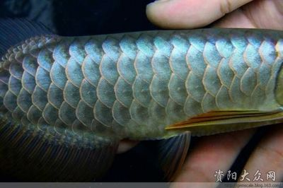 資陽龍魚vs祥龍魚場（資陽龍魚和祥龍魚場哪個好）