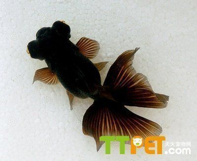 龍魚什么時(shí)候開始長(zhǎng)寬vs祥龍魚場(chǎng)：龍魚什么時(shí)候開始長(zhǎng)寬vs祥龍魚場(chǎng)龍魚養(yǎng)殖技術(shù)要點(diǎn) 龍魚什么時(shí)候開始長(zhǎng)寬vs祥龍魚場(chǎng)：龍魚什么時(shí)候開始長(zhǎng)寬vs祥龍魚場(chǎng)龍魚養(yǎng)殖技術(shù)要點(diǎn) vs祥龍魚場(chǎng) 第3張