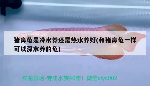 豬鼻龜是冷水養還是熱水養好(和豬鼻龜一樣可以深水養的龜)