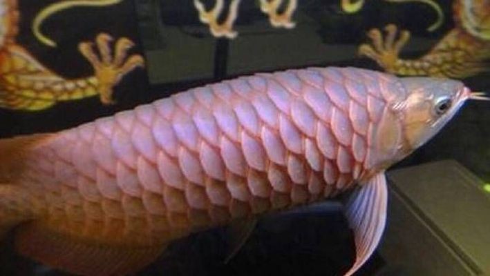 龍魚立鱗怎么治療對以后有什么影響呢vs祥龍魚場：如何判斷龍魚是否患立鱗病