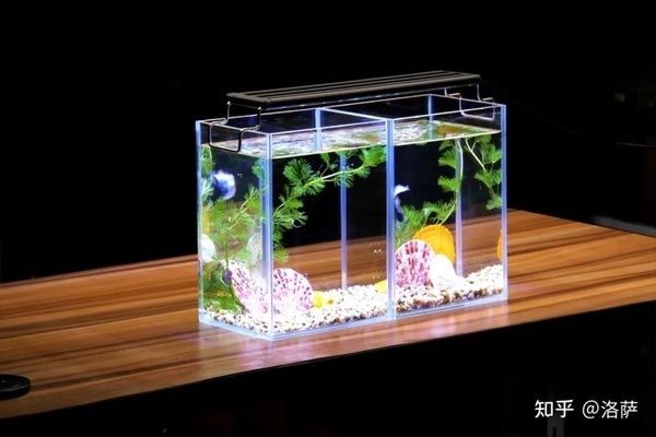 60魚缸寬度多少合適：60厘米的魚缸在寬度上的合適范圍并沒有明確給出