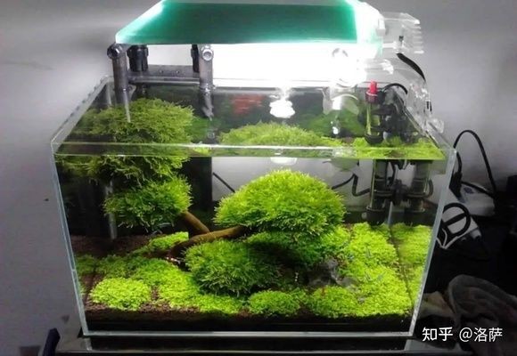 60魚缸寬度多少合適：60厘米的魚缸在寬度上的合適范圍并沒有明確給出