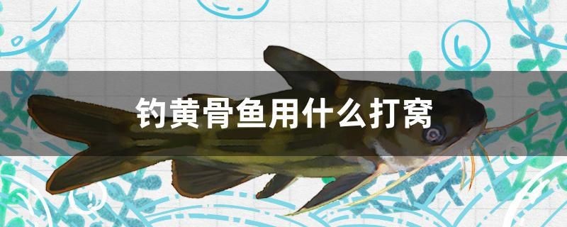 釣黃骨魚(yú)用什么打窩