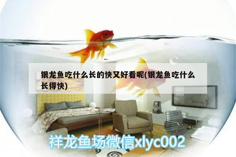 銀龍魚吃什么長(zhǎng)的快又好看呢(銀龍魚吃什么長(zhǎng)得快)