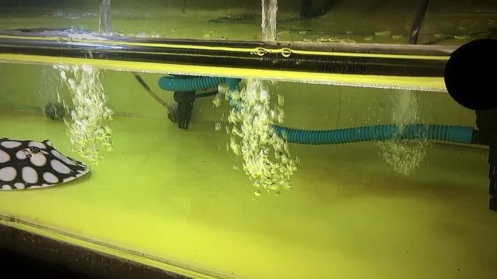 魟魚皇冠黑白背上長紅色花：魟魚皇冠黑白的詳細特征