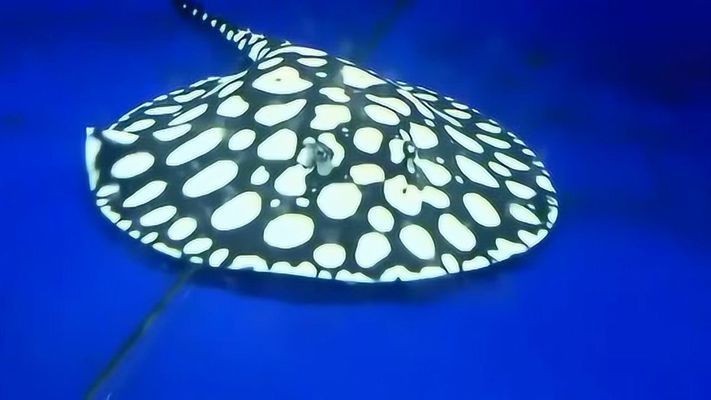 魟魚皇冠黑白背上長紅色花：魟魚皇冠黑白的詳細特征