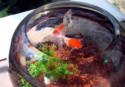 1.8米魚缸養多少黑尾魚合適：1.8米的魚缸養多少黑尾魚合適