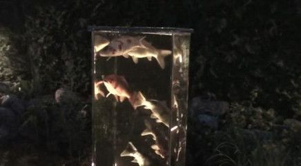 1.8米魚缸養多少黑尾魚合適：1.8米的魚缸養多少黑尾魚合適