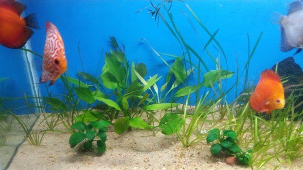 1.8米魚缸養多少黑尾魚合適：1.8米的魚缸養多少黑尾魚合適