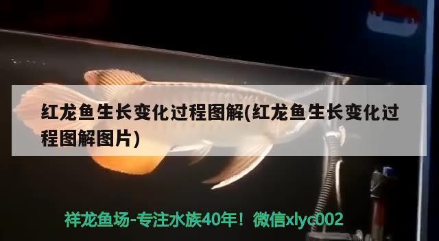 紅龍魚生長變化過程圖解(紅龍魚生長變化過程圖解圖片)