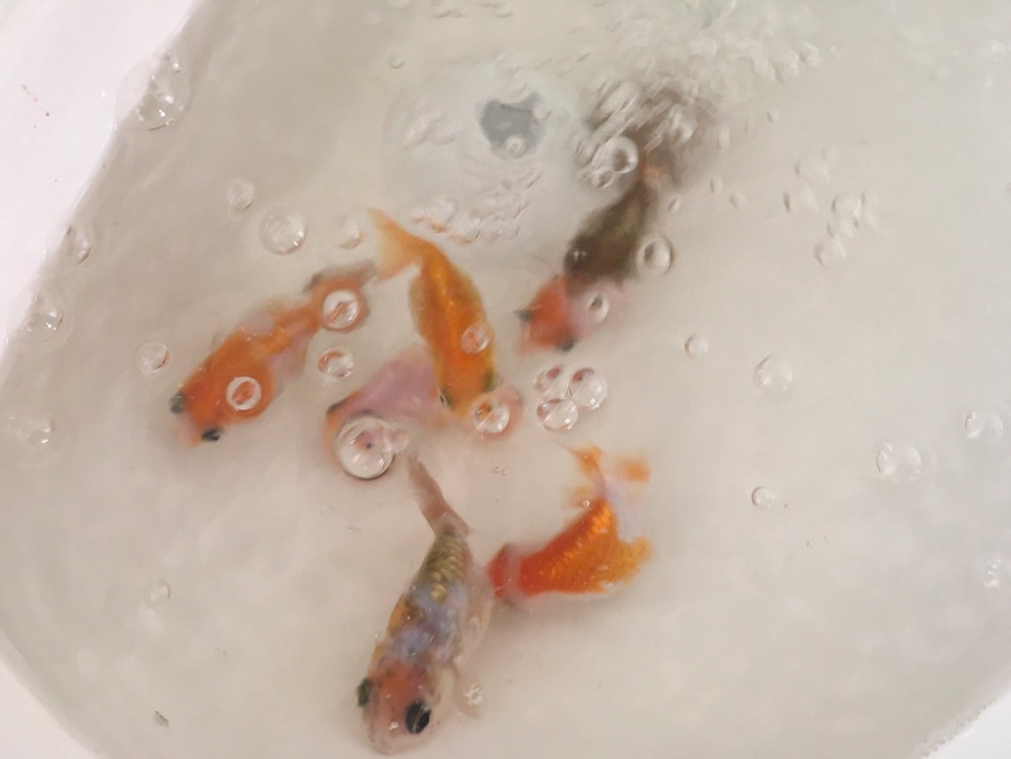 金魚(yú)還是放盆里好看