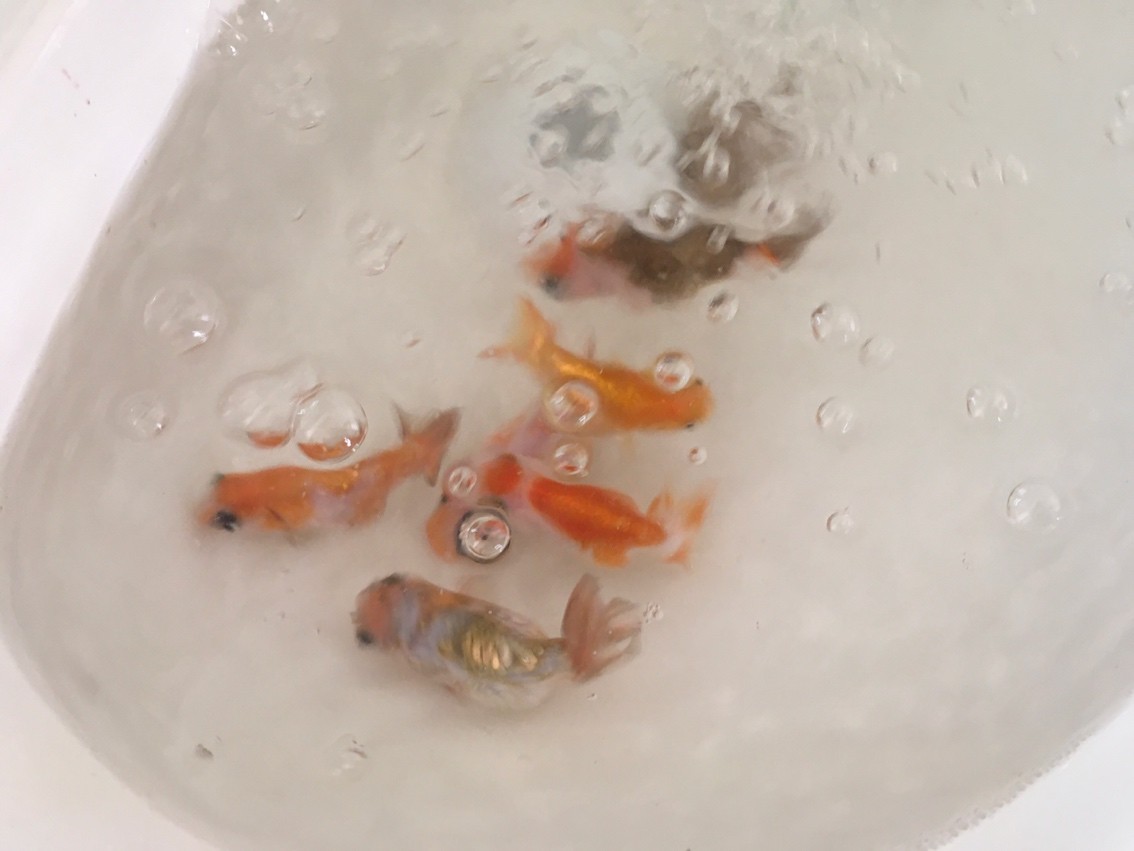金魚(yú)還是放盆里好看