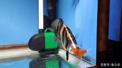 虎魚吃虎魚嗎：虎魚吃虎魚嗎，