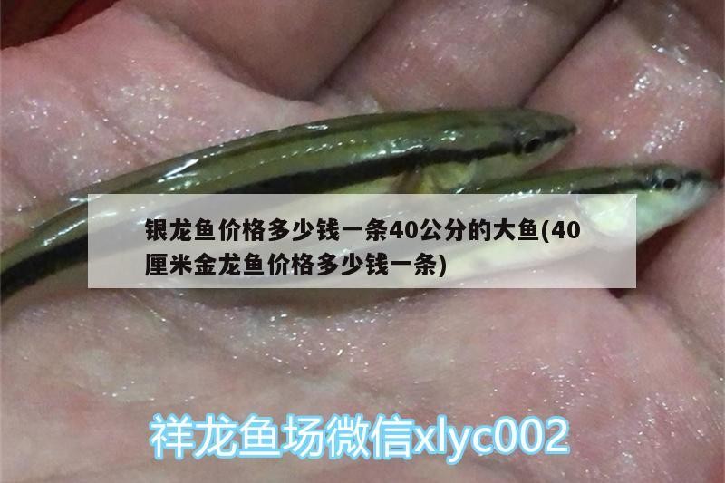 銀龍魚價格多少錢一條40公分的大魚(40厘米金龍魚價格多少錢一條)