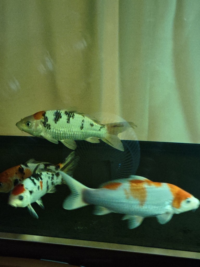 換水+黃粉+換棉+殺菌燈，14小時(shí)后，錦鯉尾鰭充血情況，看來(lái)好了不少，預(yù)計(jì)明天換水，700升水繼續(xù)下5克黃粉，輕輕地，不敢下重，有好轉(zhuǎn)就行，其他魚(yú)比昨天有活力了點(diǎn)
