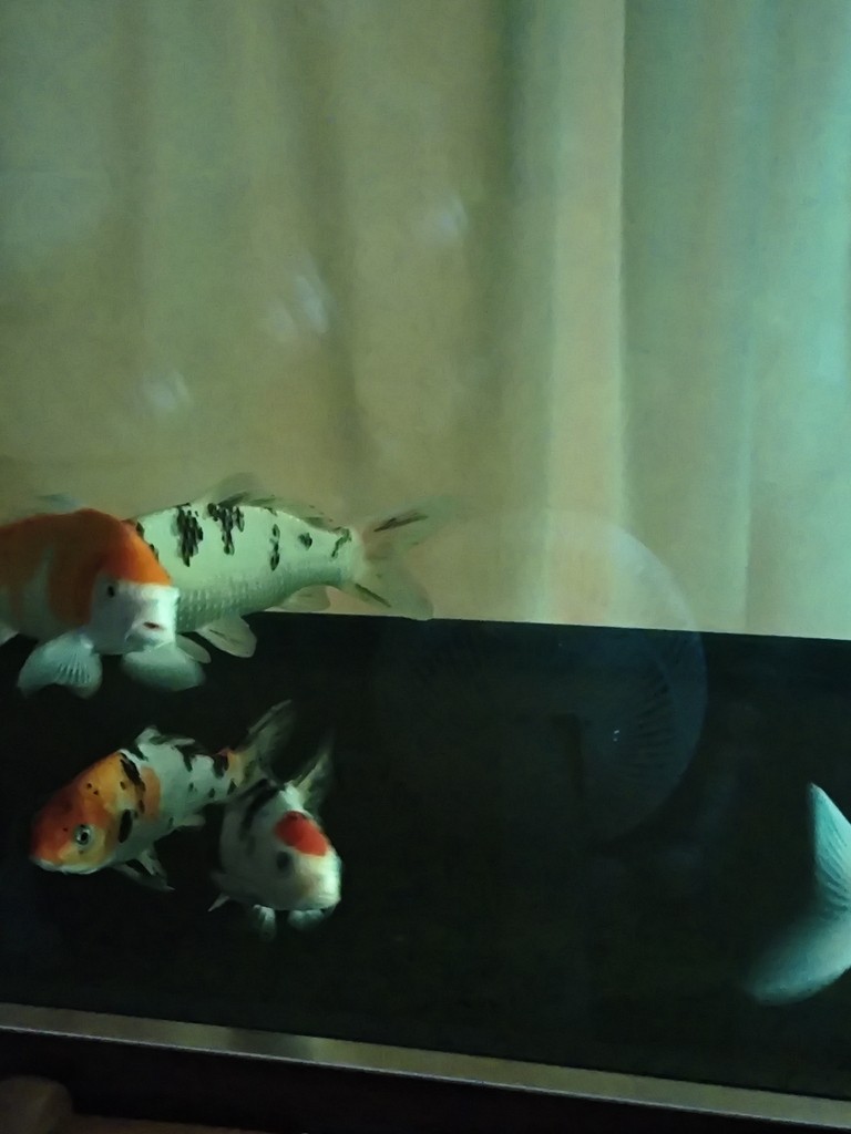 換水+黃粉+換棉+殺菌燈，14小時(shí)后，錦鯉尾鰭充血情況，看來(lái)好了不少，預(yù)計(jì)明天換水，700升水繼續(xù)下5克黃粉，輕輕地，不敢下重，有好轉(zhuǎn)就行，其他魚(yú)比昨天有活力了點(diǎn)