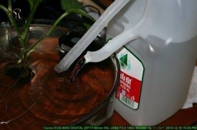 龍魚尾巴散了怎么辦vs祥龍魚場：龍魚尾巴散了怎么辦祥龍魚場評價如何預防龍魚尾巴散了還能養好嗎