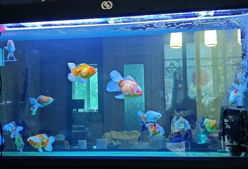魚缸燈光求助