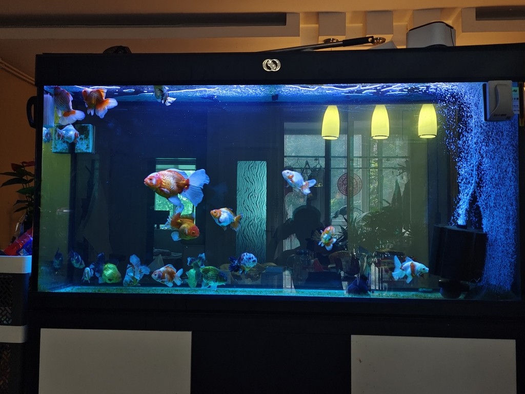 魚缸燈光求助