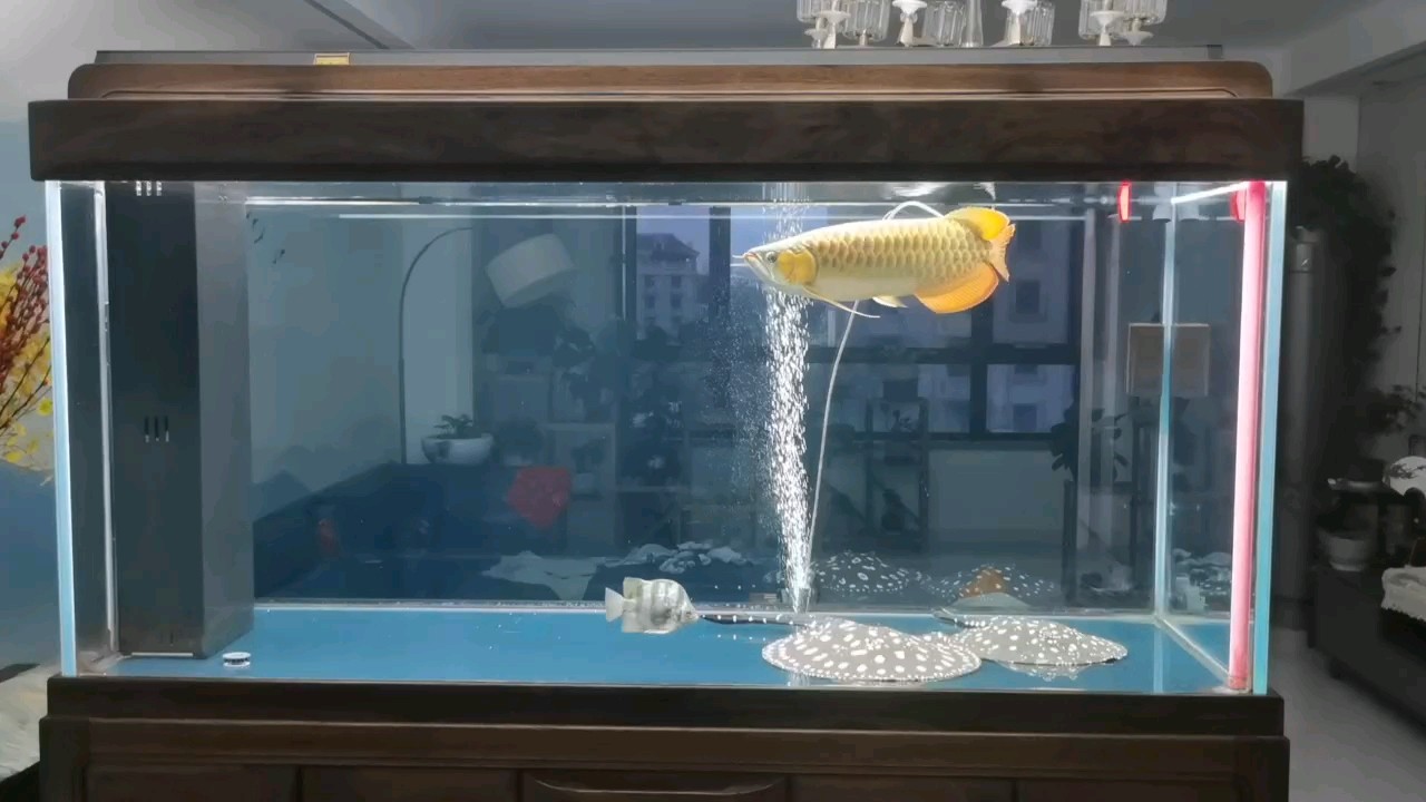 給大魚缸換水的作文:體驗給大魚缸換水的樂趣:體驗給大魚缸換水:給大魚缸換水的作文 創(chuàng)寧水泵故障代碼E07(創(chuàng)寧水泵故障代碼Err) 創(chuàng)寧水族 創(chuàng)寧水泵故障代碼E07(創(chuàng)寧水泵故障代碼Err) 創(chuàng)寧水泵故障代碼E07(創(chuàng)寧水泵故障代碼Err) 創(chuàng)寧水族