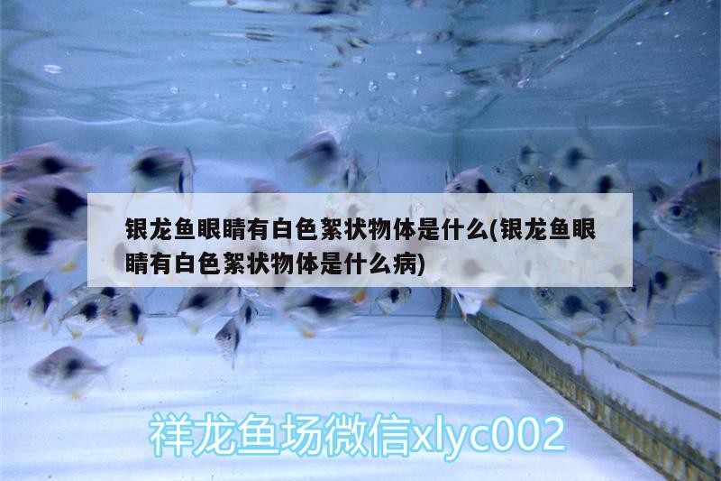 銀龍魚眼睛有白色絮狀物體是什么(銀龍魚眼睛有白色絮狀物體是什么病)