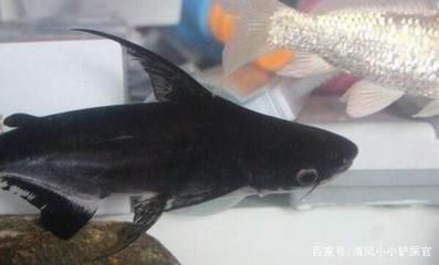 鄭州可麗愛魚缸專賣店，打造水族世界的藝術殿堂