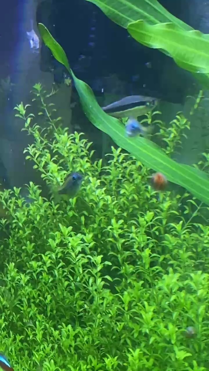 青青河邊草