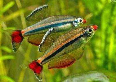 除魚(yú)缸青苔的最好辦法：去除魚(yú)缸青苔的方法