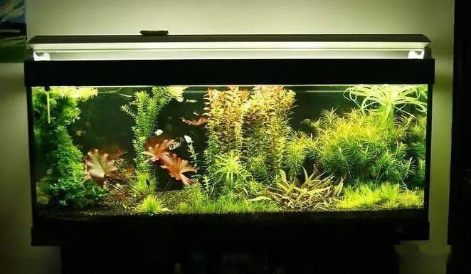 除魚(yú)缸青苔的最好辦法：去除魚(yú)缸青苔的方法