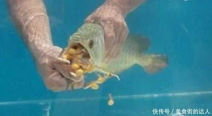 最漂亮的雷龍魚(yú)品種