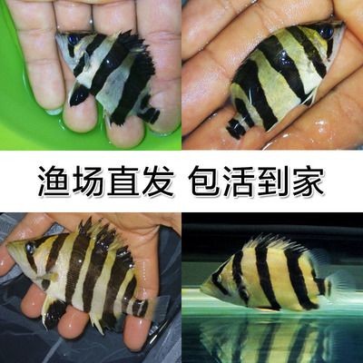 虎魚苗吃飼料嗎：虎魚苗可以喂食飼料，但是需要注意的是，虎魚苗更偏好活餌料