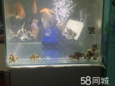 養虎魚多大的缸：養虎魚所需魚缸大小