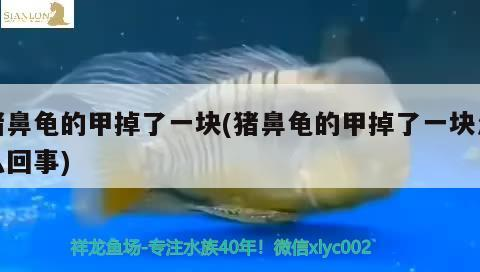 豬鼻龜的甲掉了一塊(豬鼻龜的甲掉了一塊怎么回事)