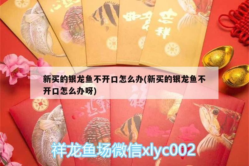 新買的銀龍魚不開口怎么辦(新買的銀龍魚不開口怎么辦呀)