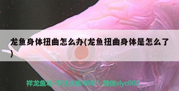 龍魚身體扭曲怎么辦(龍魚扭曲身體是怎么了)