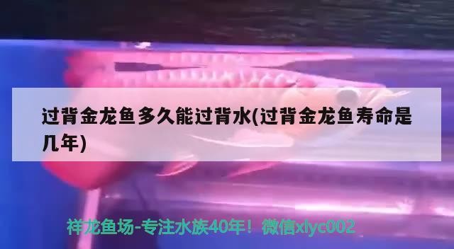 過背金龍魚多久能過背水(過背金龍魚壽命是幾年)