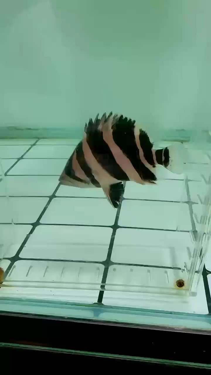 刀紋