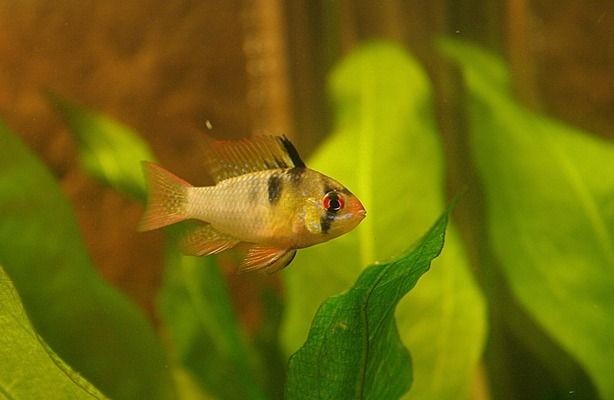 龍魚外寄生蟲治療方法vs祥龍魚場：祥龍魚場的龍魚品種介紹