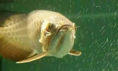 龍魚不喜歡游動是什么了呢 龍魚百科 第1張 龍魚不喜歡游動是什么了呢 龍魚不喜歡游動是什么了呢 龍魚百科 第1張