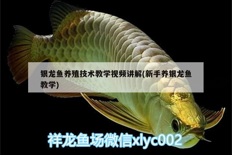 小型魚 銀龍魚養殖技術教學視頻講解(新手養銀龍魚教學) 銀龍魚百科 銀龍魚養殖技術教學視頻講解(新手養銀龍魚教學) 銀龍魚養殖技術教學視頻講解(新手養銀龍魚教學) 銀龍魚百科