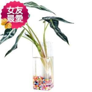 超大玻璃魚缸墻：如何挑選超大玻璃魚缸墻