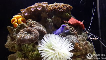 amf海水魚缸官網(wǎng)：amf海水農(nóng)場生態(tài)魚缸使用說明