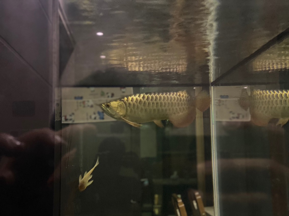 不打廣告實(shí)話實(shí)說確實(shí)是好魚