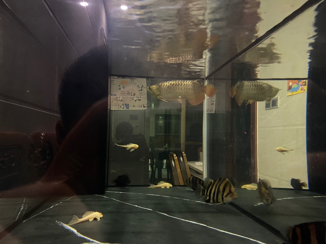 不打廣告實(shí)話實(shí)說確實(shí)是好魚