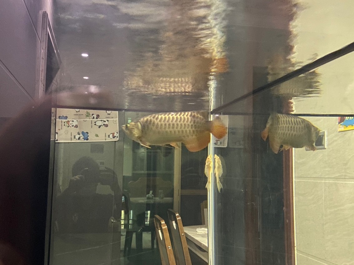 不打廣告實(shí)話實(shí)說確實(shí)是好魚
