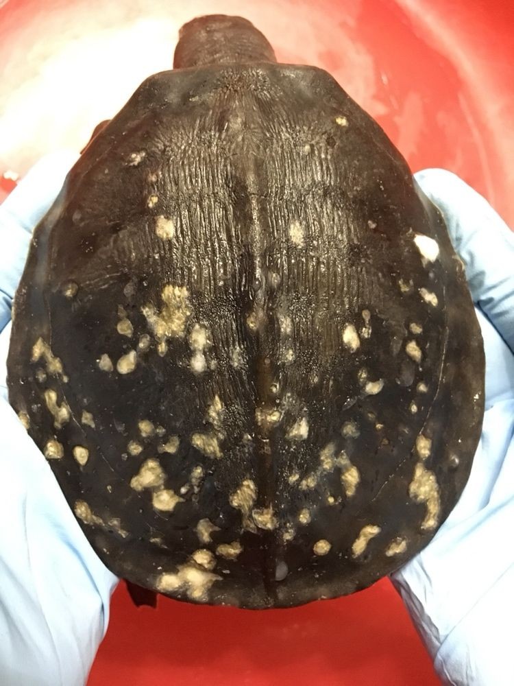 金華觀賞魚市場豬鼻龜病了求醫