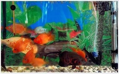 紅龍魚總在缸底游：紅龍魚為什么會趴缸